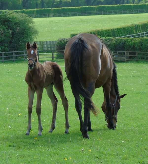 2023 colt by Make Believe